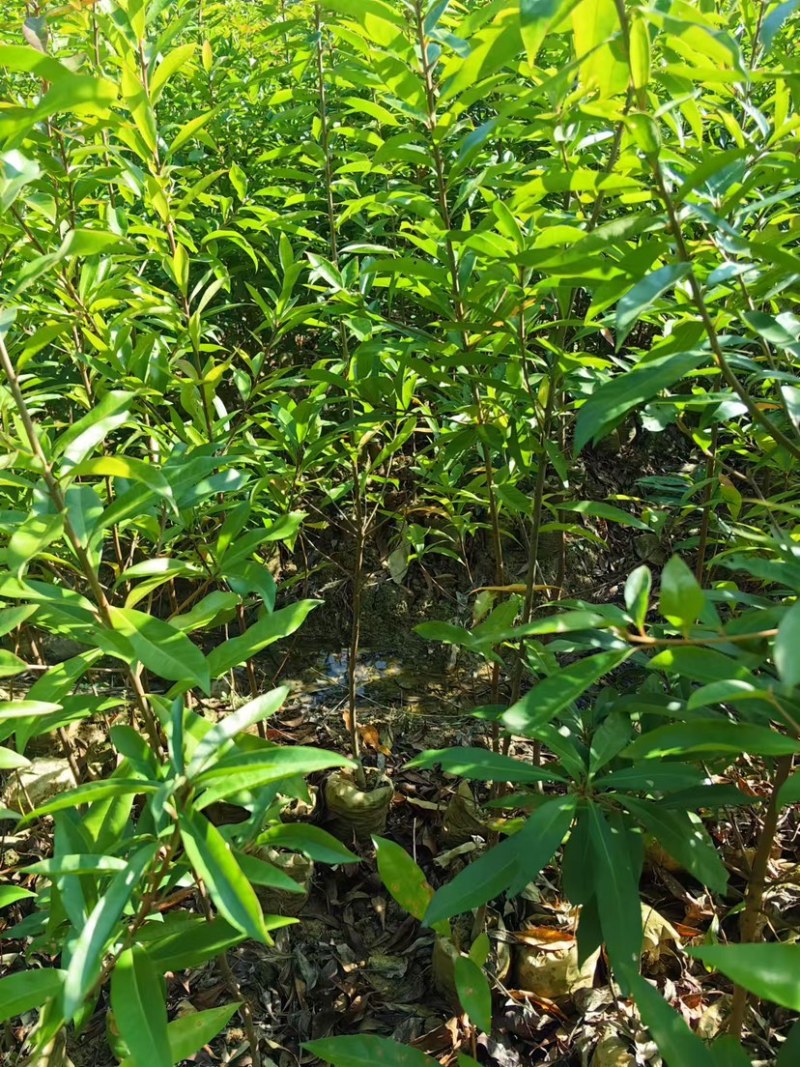 移栽木荷苗，根系发达，成活率高，走量批发
