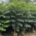 火焰木原生苗高度1.5米-2米基地直发