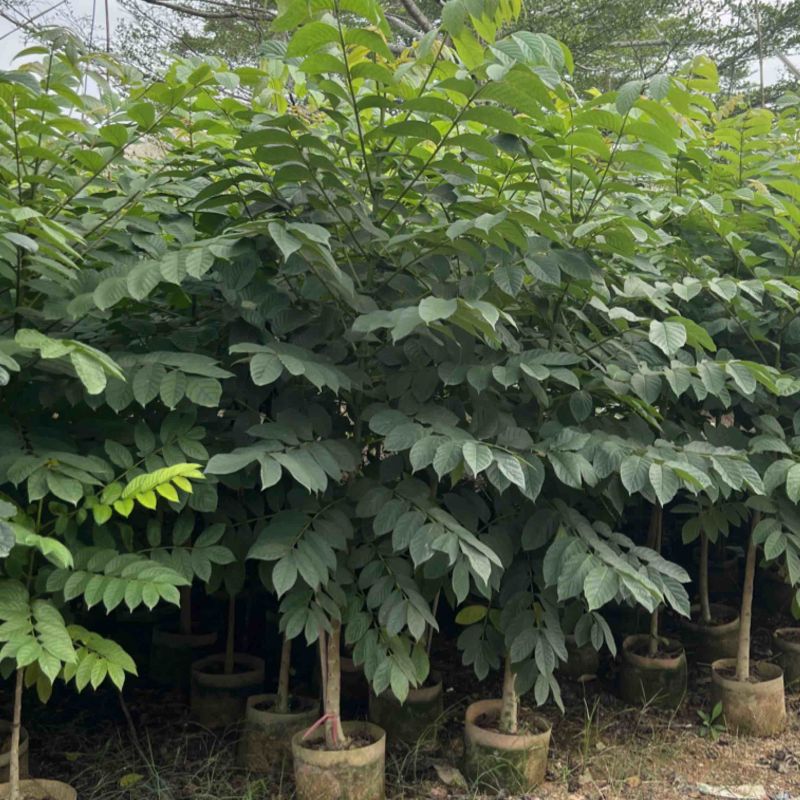 火焰木原生苗高度1.5米-2米基地直发