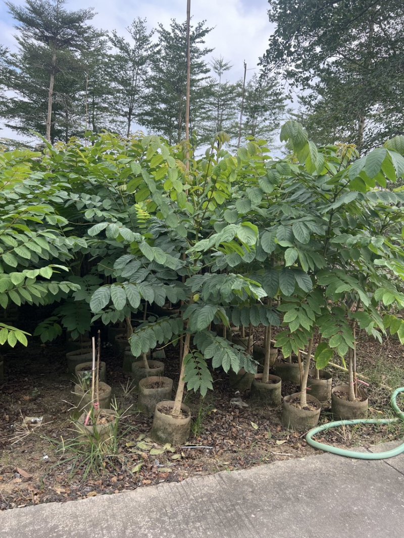火焰木原生苗高度1.5米-2米基地直发
