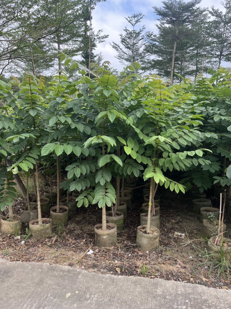 火焰木原生苗高度1.5米-2米基地直发