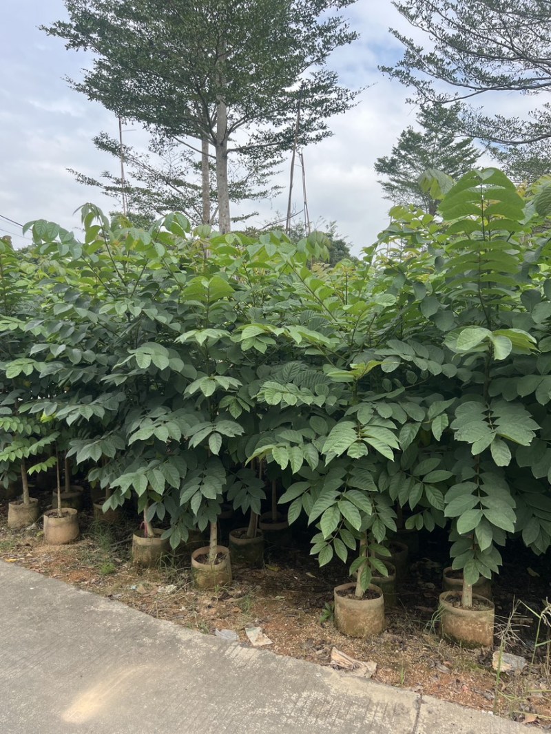 火焰木原生苗高度1.5米-2米基地直发