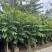 火焰木原生苗高度1.5米-2米基地直发