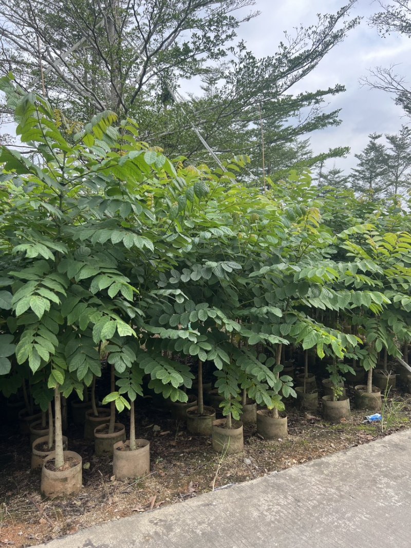 火焰木原生苗高度1.5米-2米基地直发