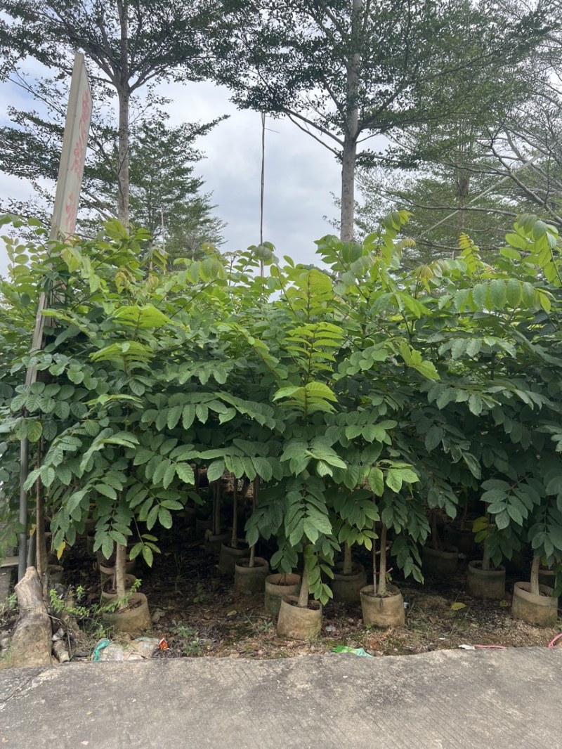 火焰木原生苗高度1.5米-2米基地直发
