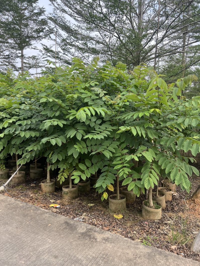 火焰木原生苗高度1.5米-2米基地直发
