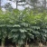 火焰木原生苗高度1.5米-2米基地直发