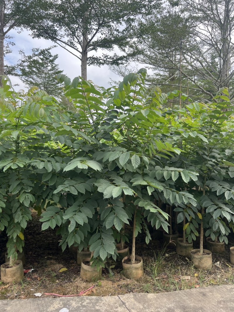 火焰木原生苗高度1.5米-2米基地直发