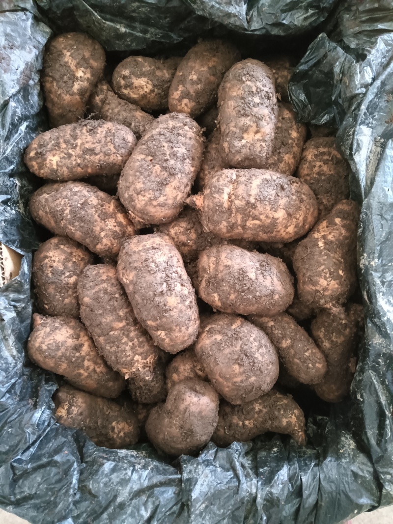 【成都产地直供】新鲜天麻，每天到货，欢迎订购