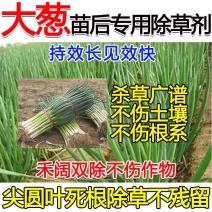 大葱除草剂，香葱圆葱大蒜韭菜，禾阔双除不伤作物