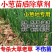 大葱除草剂，香葱圆葱大蒜韭菜，禾阔双除不伤作物