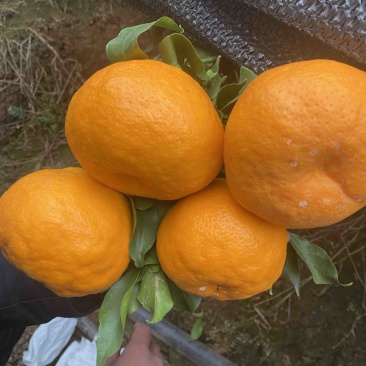 四川春见耙耙柑口感好皮毛亮个头大产地直发