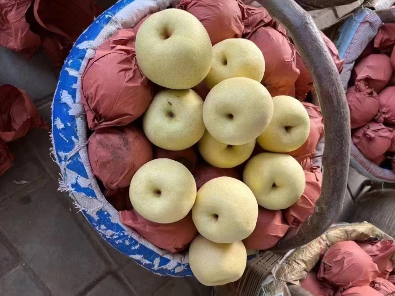 酥梨