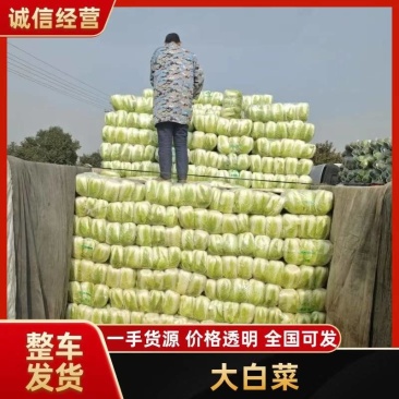 黄心大白菜，产地直供全国各地，专业打包队伍，质量**，