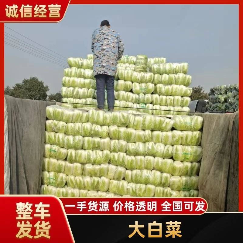黄心大白菜，产地直供全国各地，专业打包队伍，质量**，
