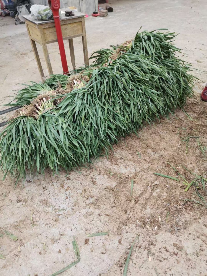 江苏陆地大棚红根蒜苗大量上市对接全国客商可视频看货