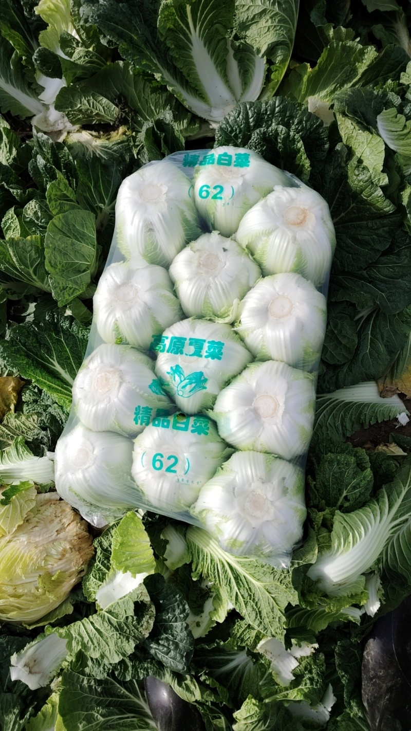 黄心大白菜，产地直供全国各地，专业打包队伍，质量**，