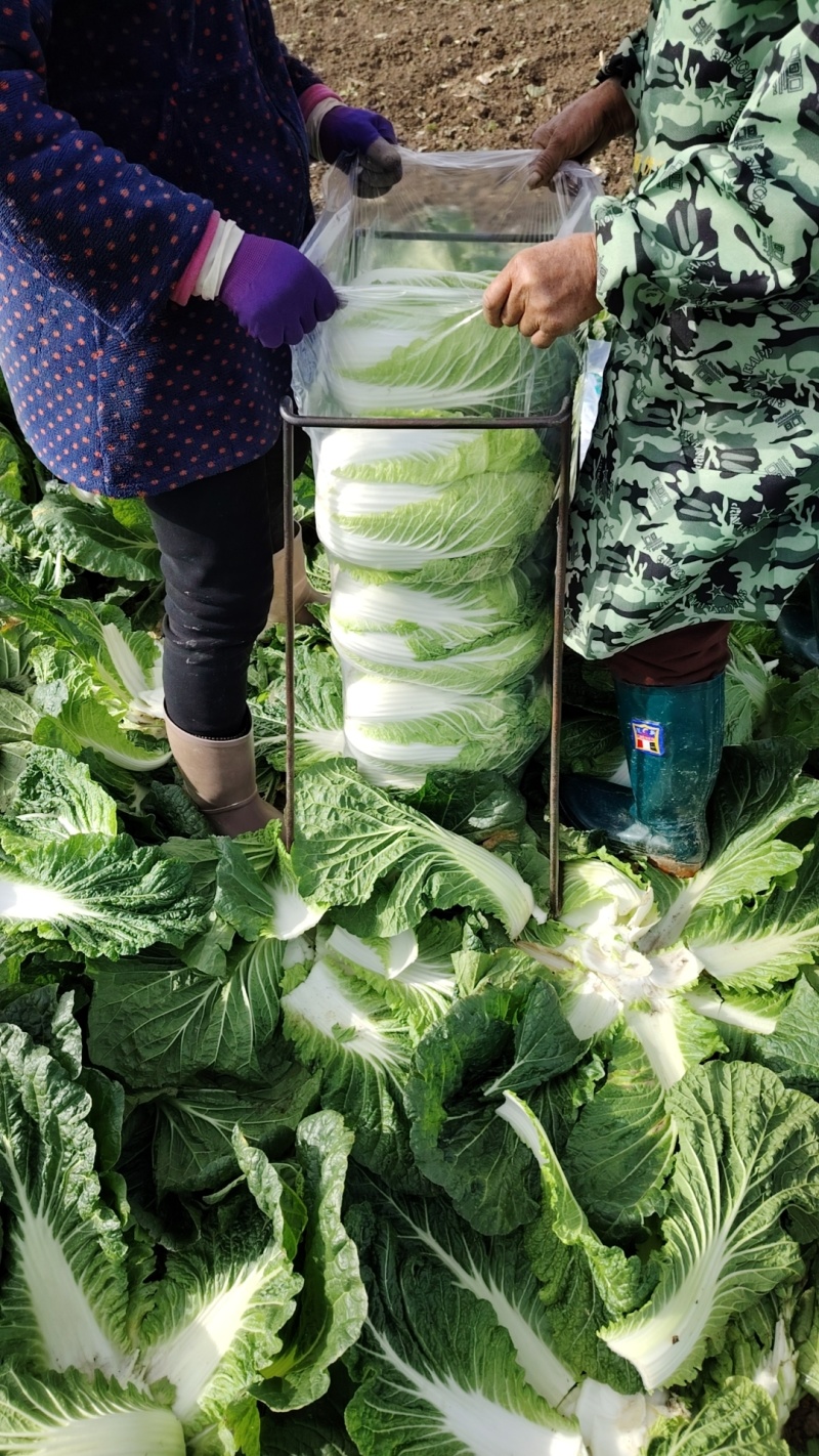 黄心大白菜，产地直供全国各地，专业打包队伍，质量**，