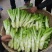 四川青菜棒棒青菜