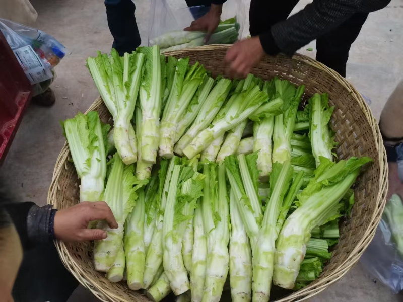 四川青菜棒棒青菜