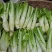 四川青菜棒棒青菜