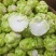 四川榨菜常年供应大量有货