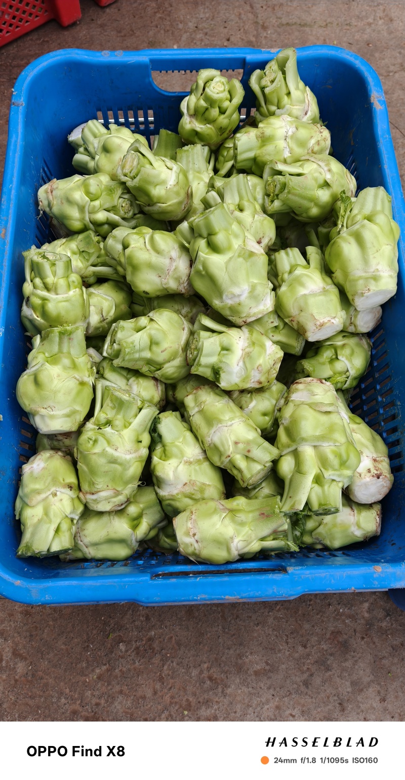 四川榨菜常年供应大量有货