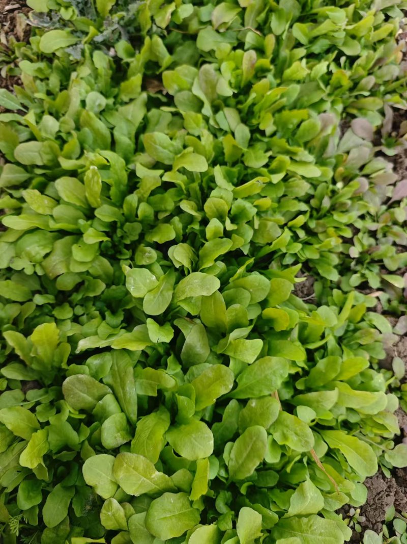 荠菜大量供应