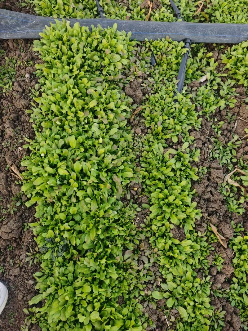 荠菜大量供应
