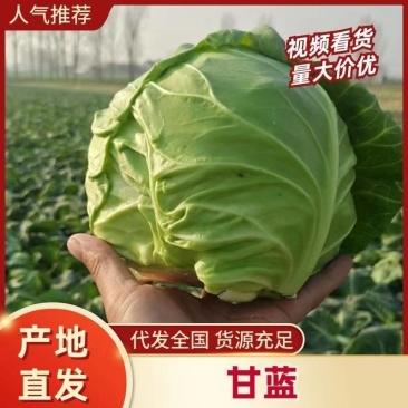优质甘蓝，产地直供，诚信经营，专业打包队伍，支持各种包装