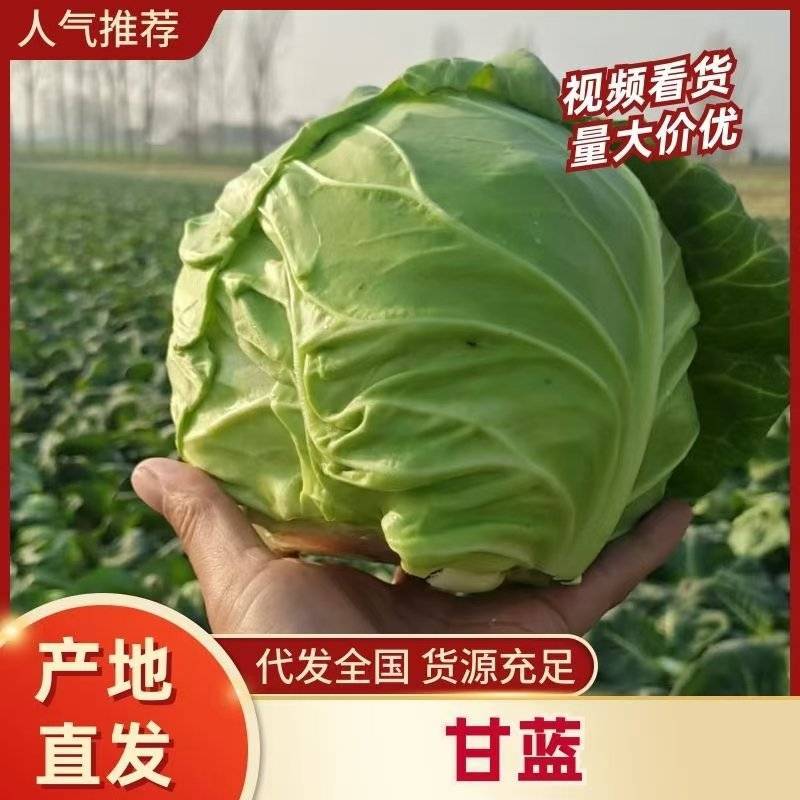 优质甘蓝，产地直供，诚信经营，专业打包队伍，支持各种包装