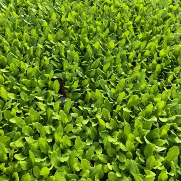 油麦菜苗