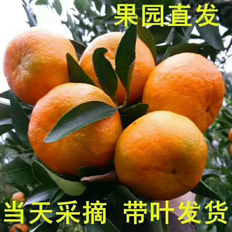 湖北宜昌椪柑果园直发货源充足支持视频看货欢迎联系