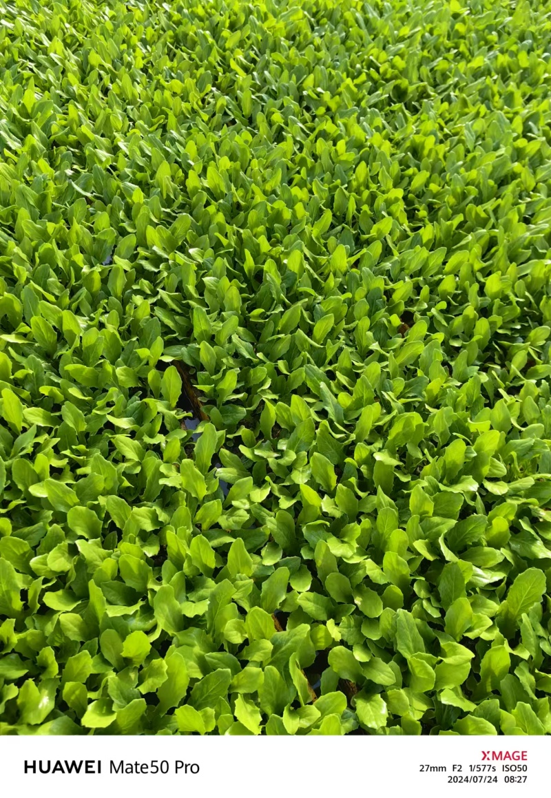 油麦菜苗