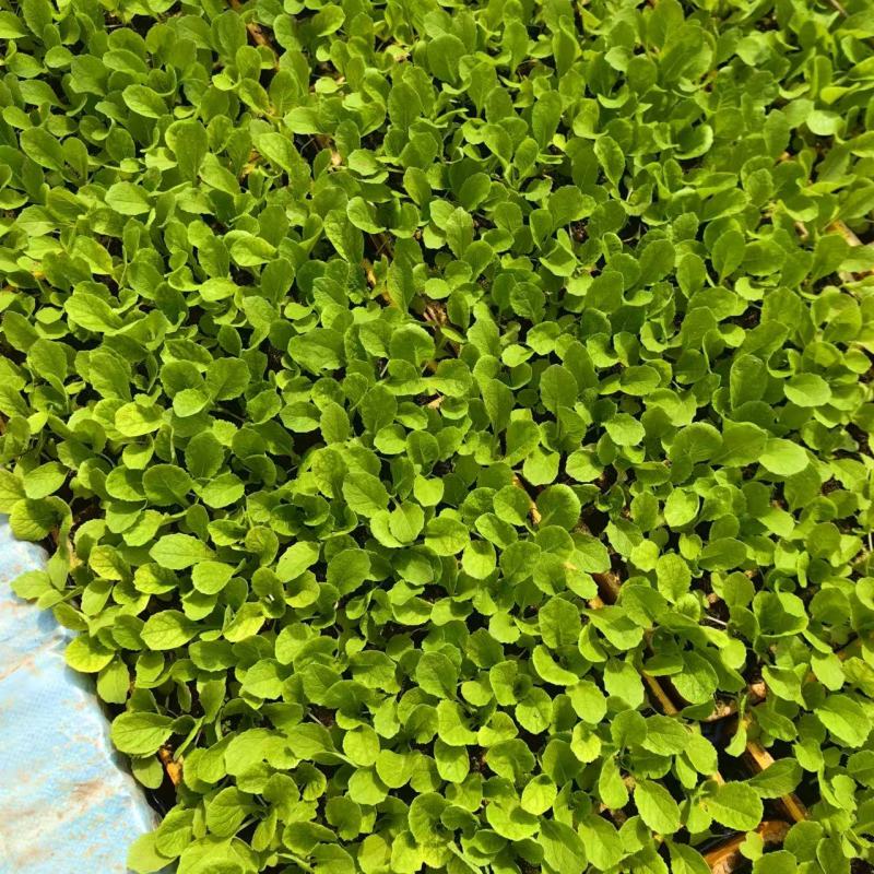 娃娃菜苗