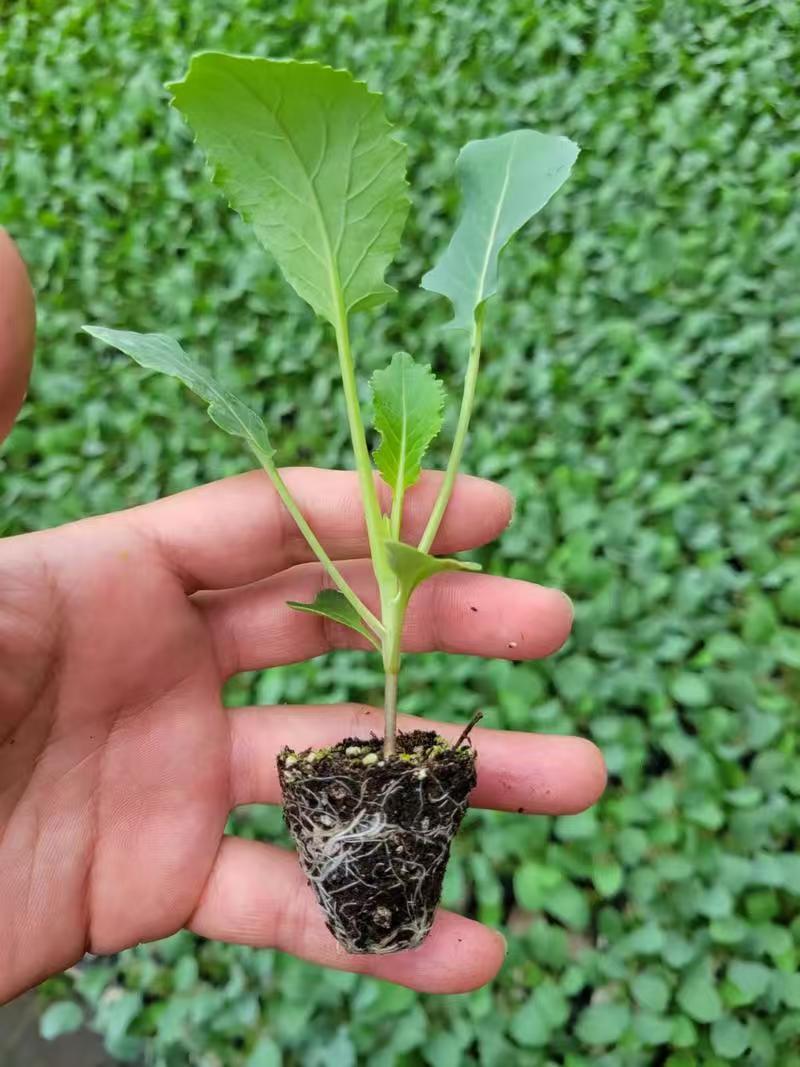 娃娃菜苗