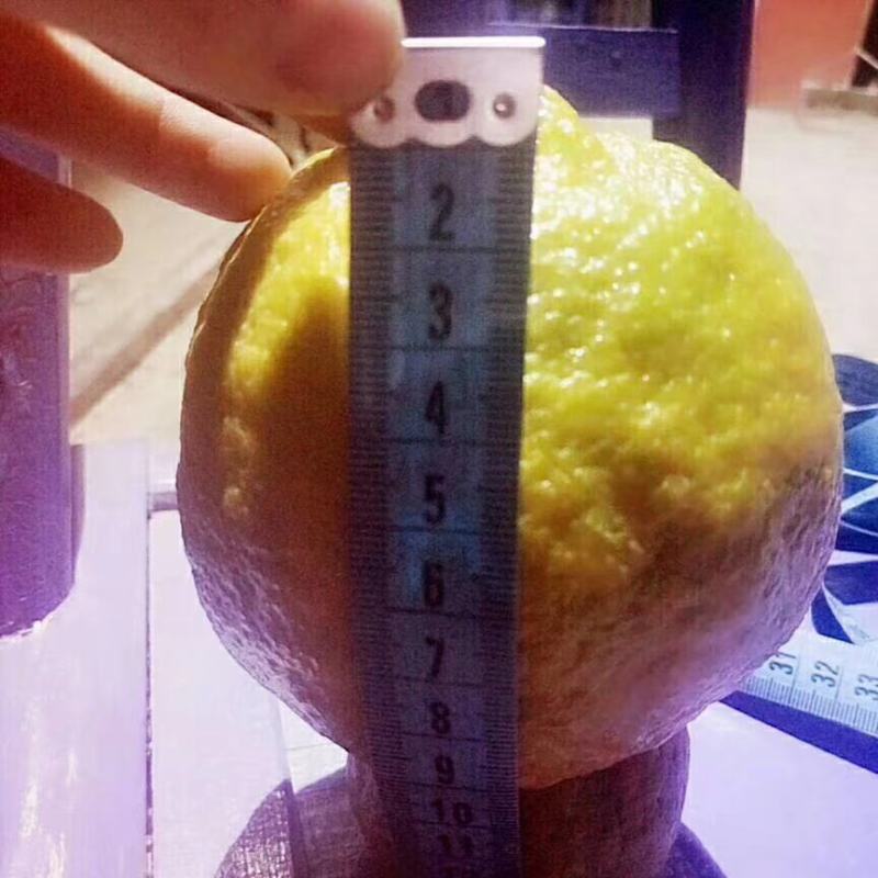 湖北宜昌椪柑果园直发货源充足支持视频看货欢迎联系