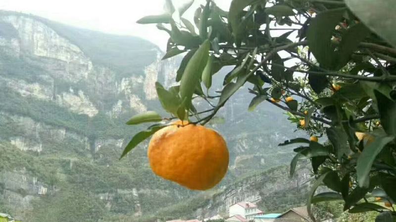 湖北宜昌椪柑果园直发货源充足支持视频看货欢迎联系