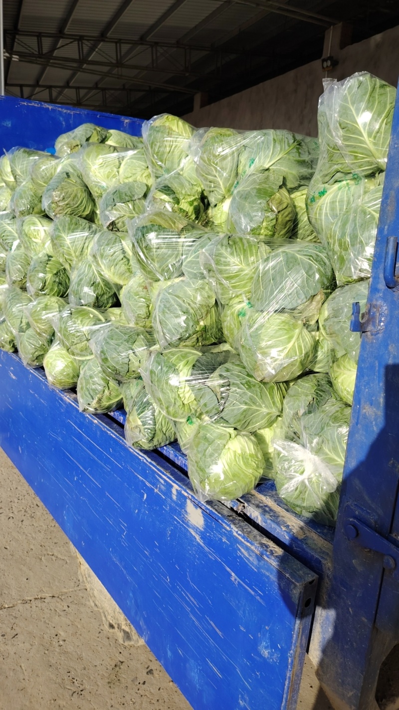 优质甘蓝，产地直供，诚信经营，专业打包队伍，支持各种包装