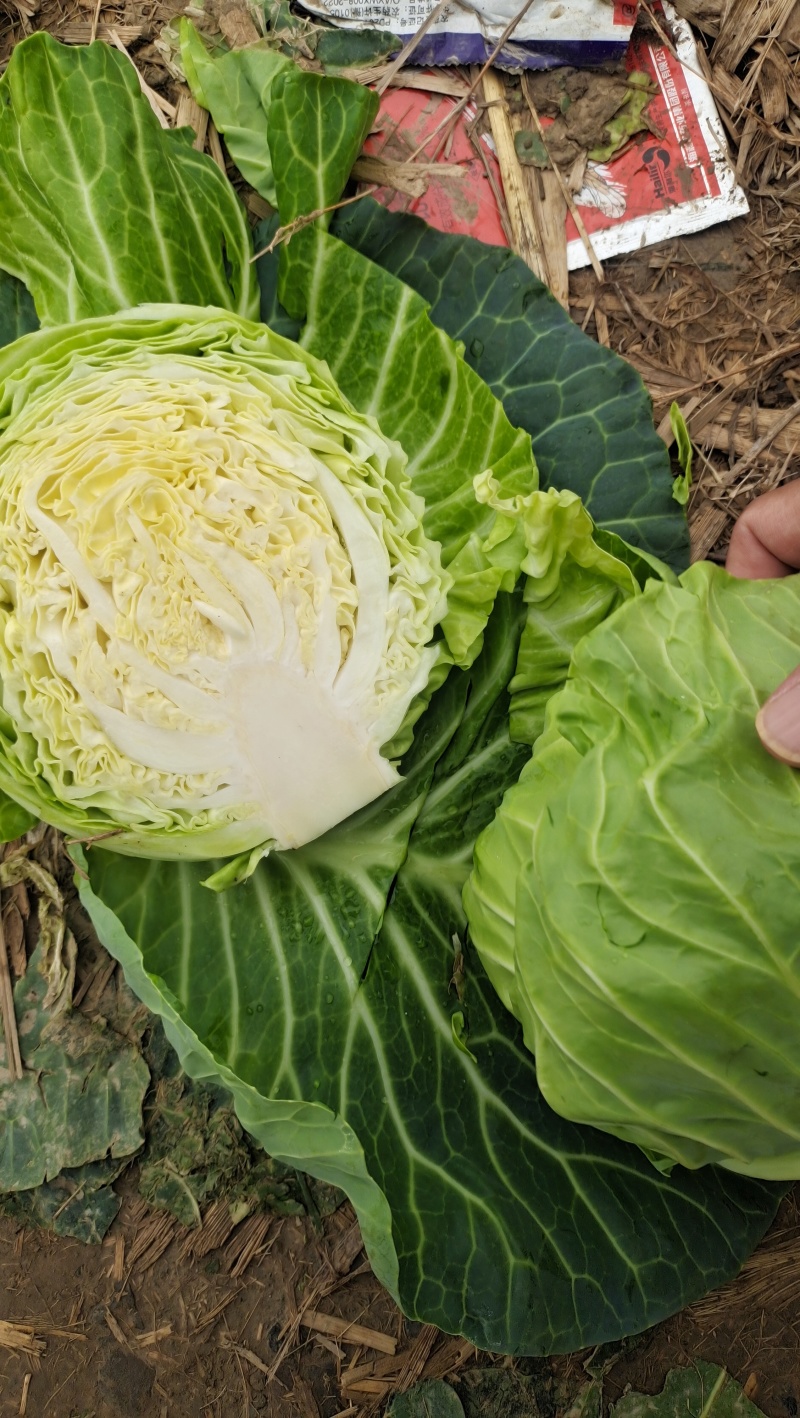 优质甘蓝，产地直供，诚信经营，专业打包队伍，支持各种包装