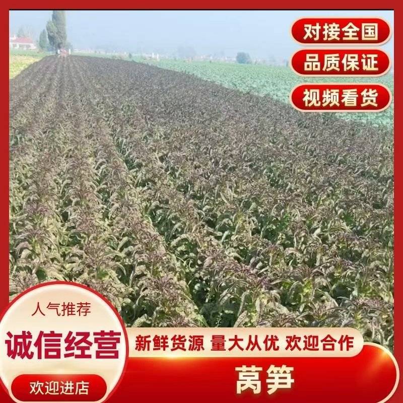 优质红尖叶莴笋，产地直供，专业工人队伍打捆