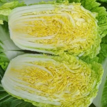 黄心大白菜大量上市500亩基地一手货源