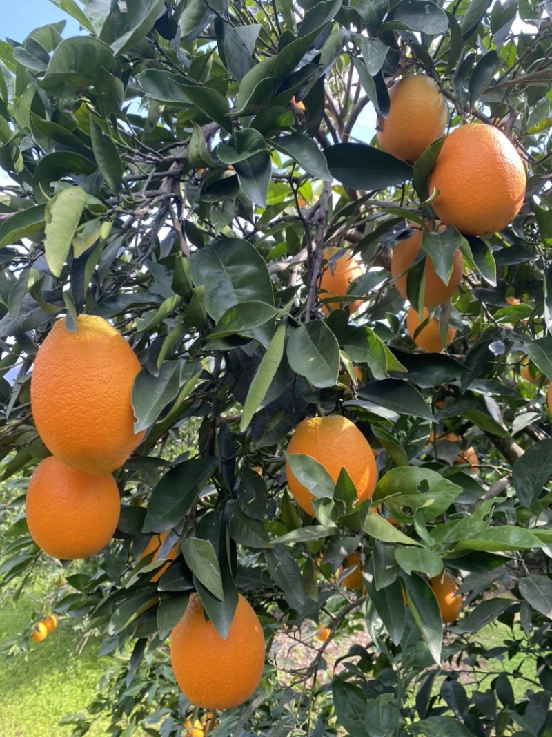 奉节脐橙