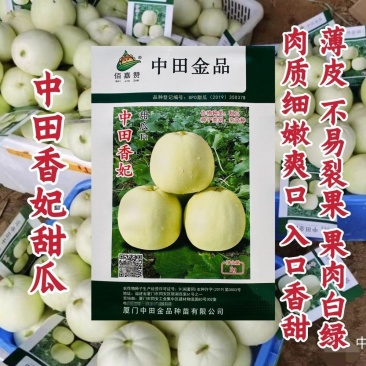 正品中田香妃甜瓜种子原装薄皮甜瓜种子高糖乳白色香瓜种籽香