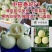 正品中田香妃甜瓜种子原装薄皮甜瓜种子高糖乳白色香瓜种籽香