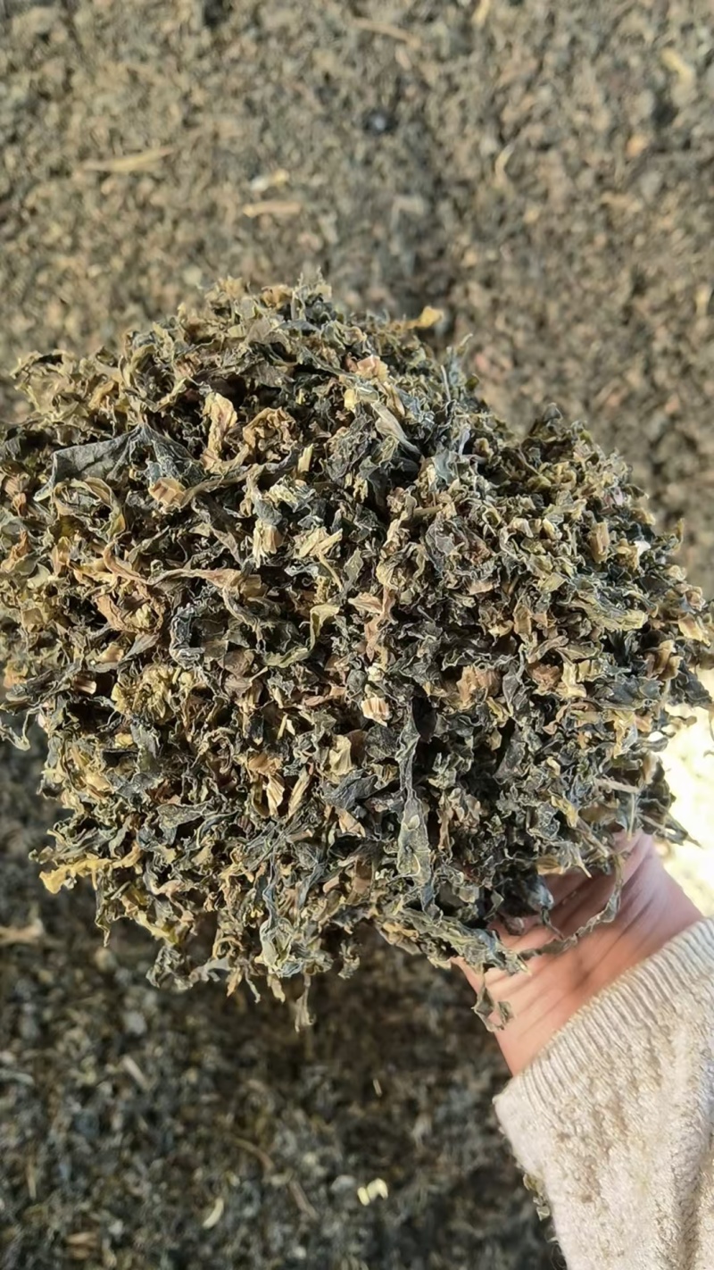 加工基地量大从优优质梅干菜价格基地