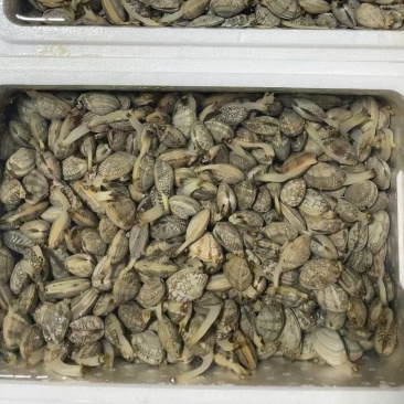 无沙花蛤产地直发欢迎预订
