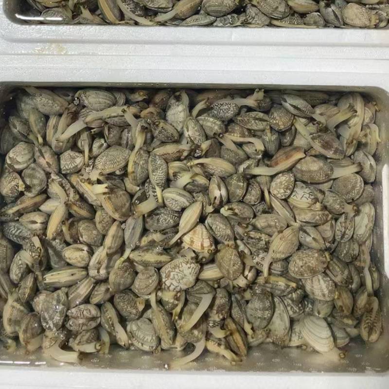 无沙花蛤产地直发欢迎预订