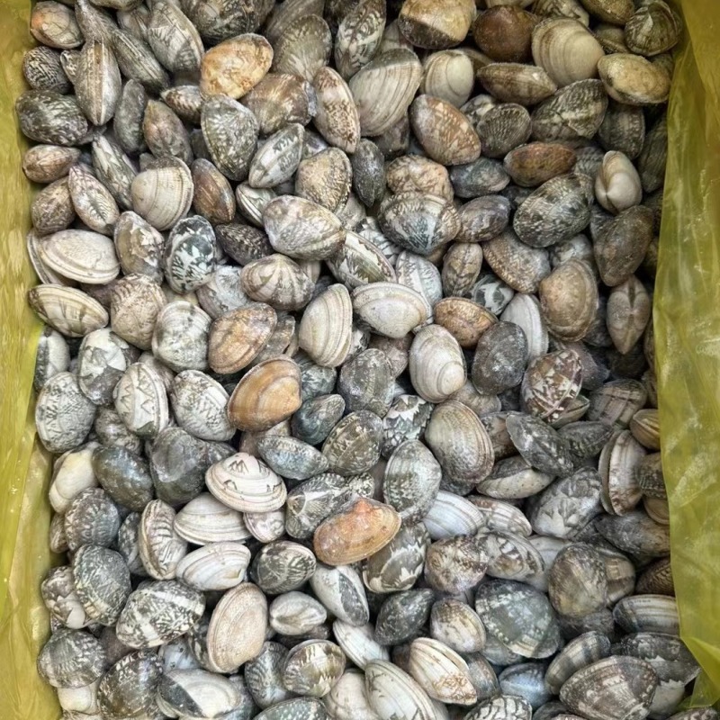 无沙花蛤产地直发欢迎预订