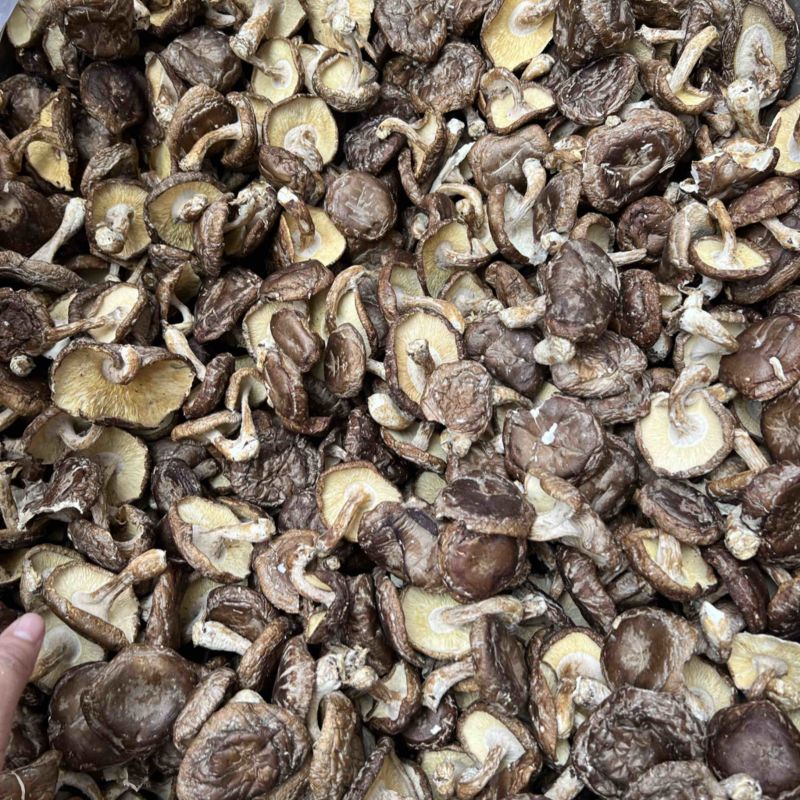 带脚薄菇香信菇香味十足